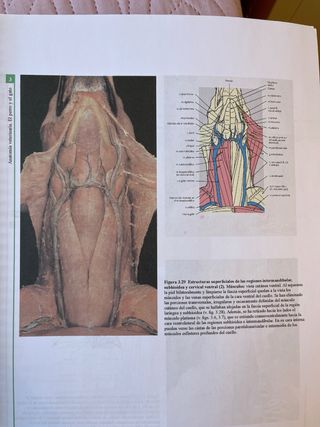 Atlas en color de anatomía veterinaria (Elsevier)