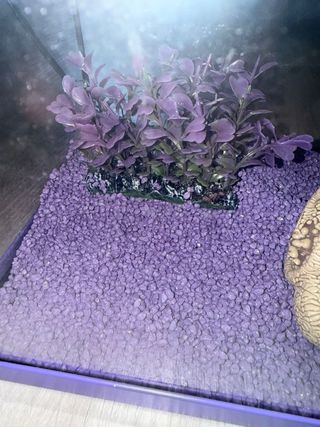Acuario pequeño morado - 35x18x24cm