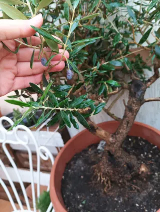 Bonsái Olivo - Planta