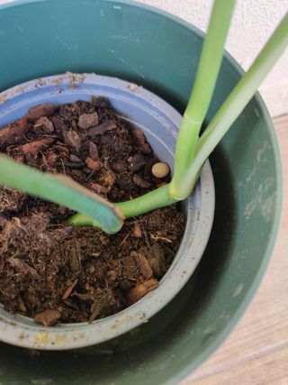 Monstera Deliciosa Aurea - 3 folhas
