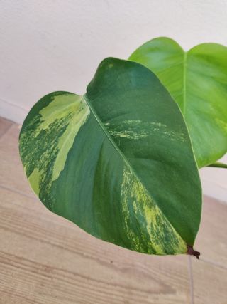 Monstera Deliciosa Aurea