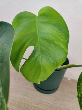Monstera Deliciosa Aurea