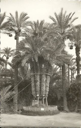 Postal antigua Huerto del Cura Elche