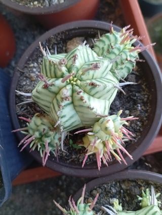 Euphorbia meloformis variegata