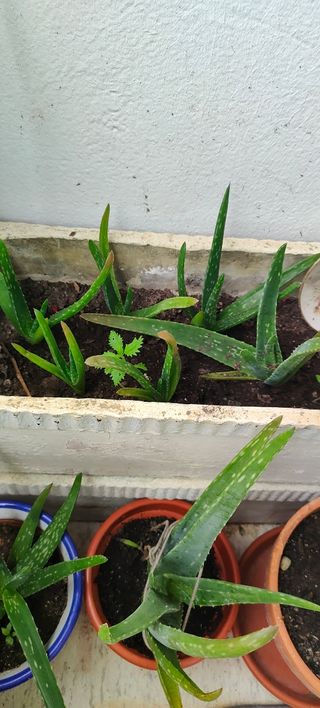 Plantas Aloe vera
