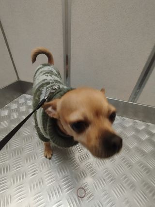 Paseo perro