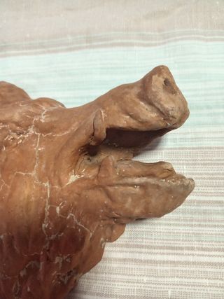 Testa Cinghiale Argilla - Scultura
