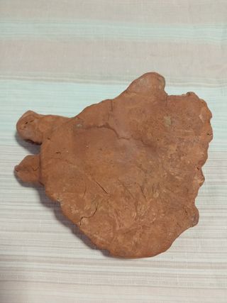 Testa Cinghiale Argilla - Scultura