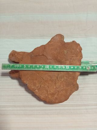 Testa Cinghiale Argilla - Scultura