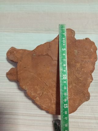 Testa Cinghiale Argilla - Scultura