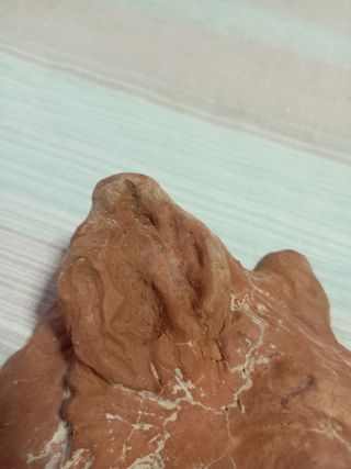 Testa Cinghiale Argilla - Scultura