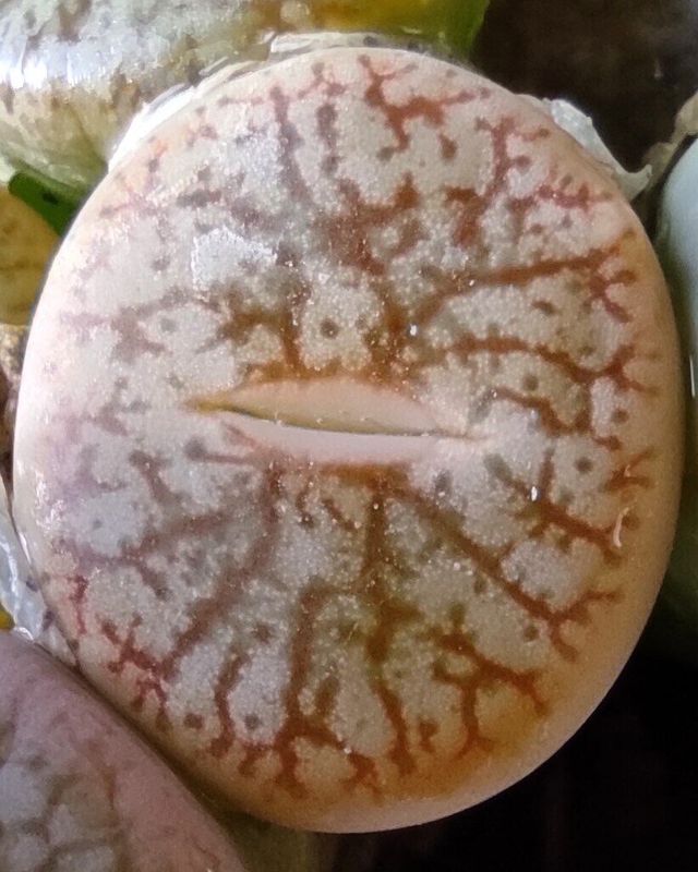 Lithops spp. M8.5 [Mix] (planta piedra, piedra ...