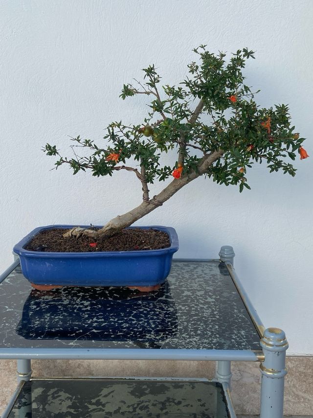 Granado bonsai
