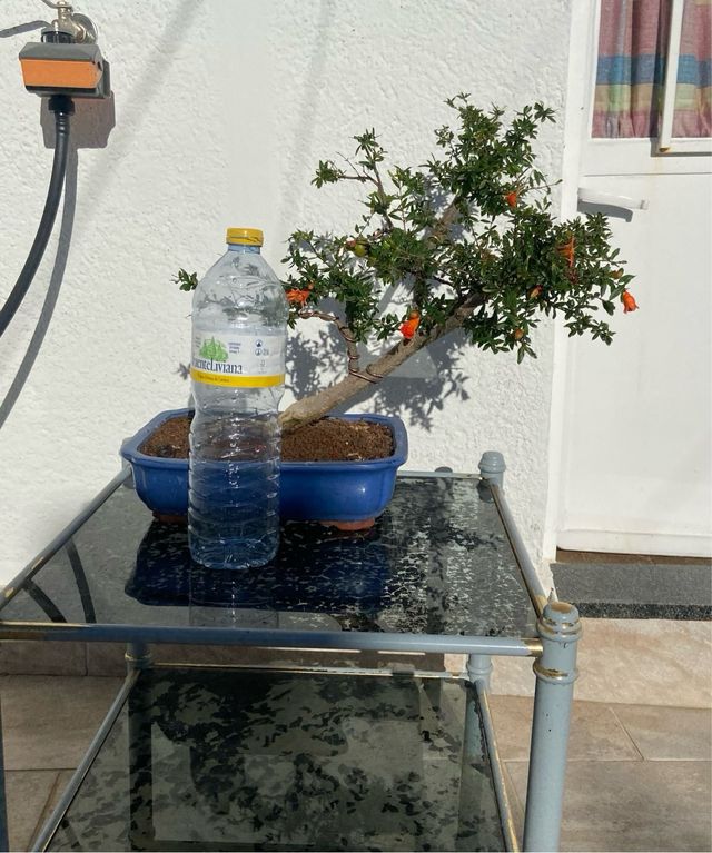 Granado bonsai