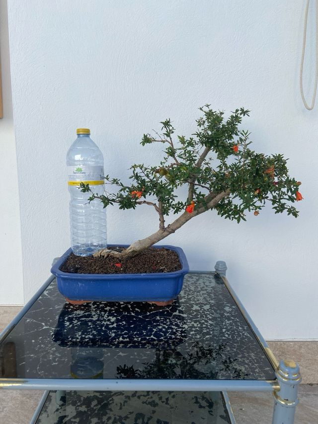 Granado bonsai
