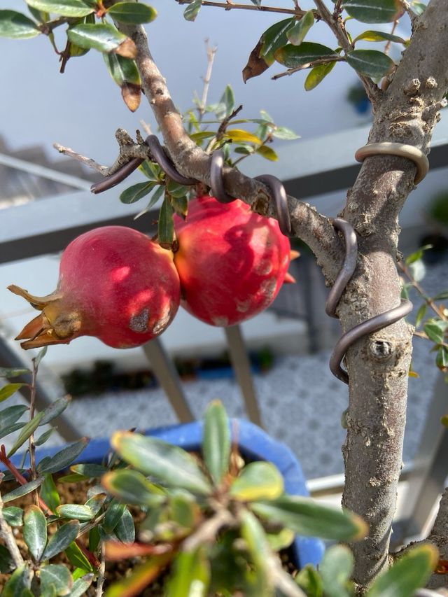 Granado bonsai
