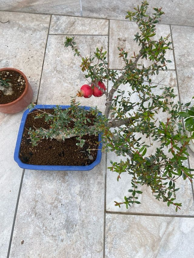 Granado bonsai