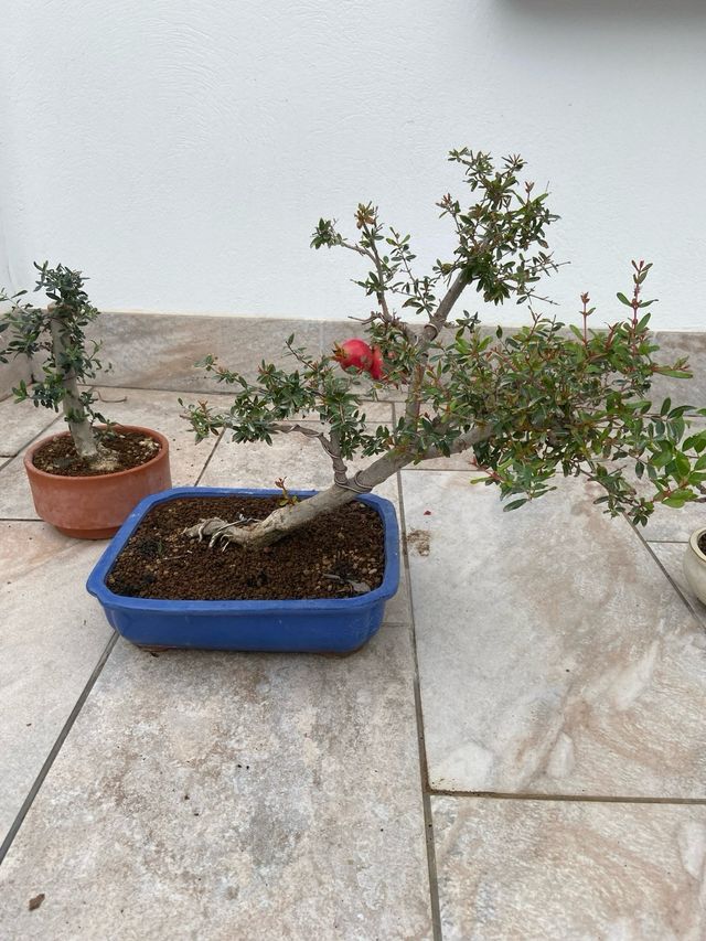 Granado bonsai
