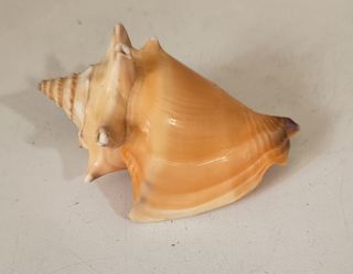 Set conchiglie marine Pz 9