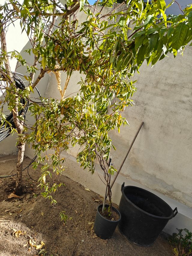 Jazmín japonés amarillo.