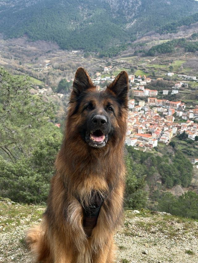 Pastor Alemán: Grupo de paseo