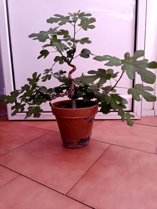 Prebonsai Higuera 40cm