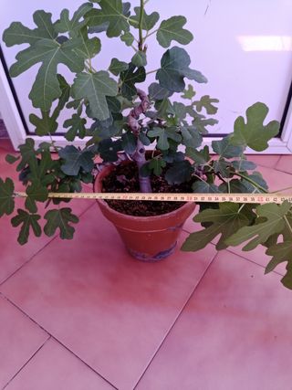 Prebonsai Higuera 40cm
