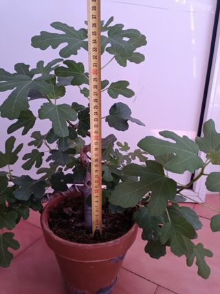 Prebonsai Higuera 40cm