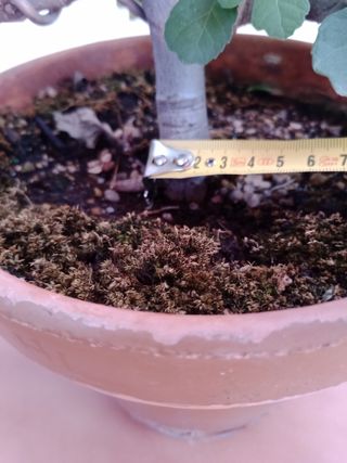 Prebonsai Higuera 40cm