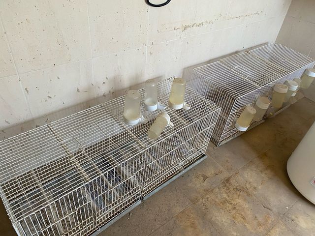 Jaulas pájaros - 5 jaulas blancas dival