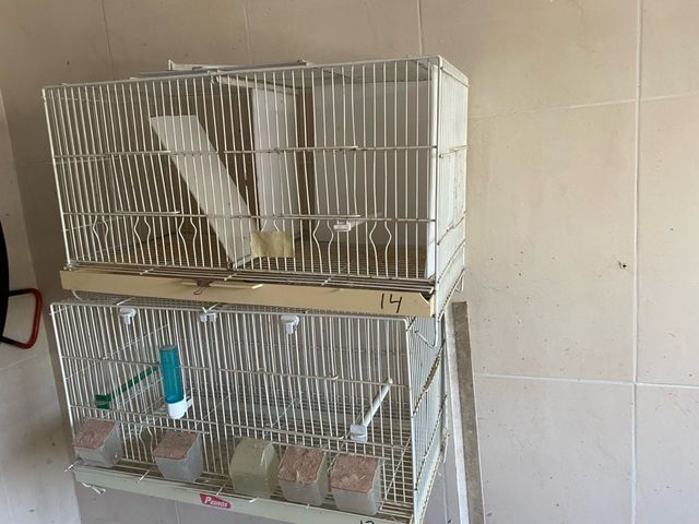 Jaulas pájaros - 5 jaulas blancas dival