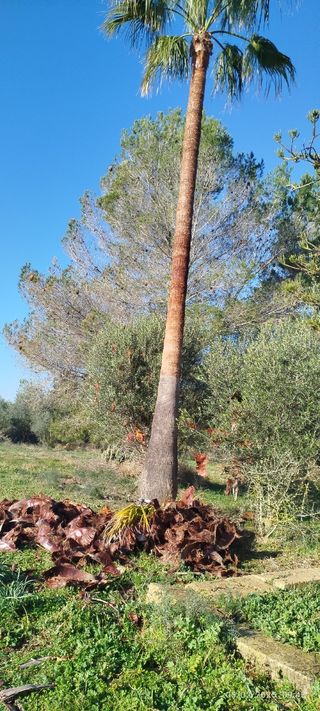 Hago trabajos de jardinería 15 € la hora 