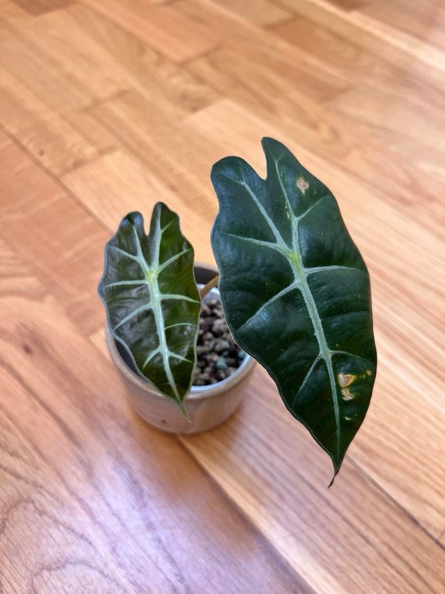 Mini Alocasia Polly (14)