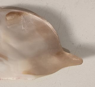 Conchiglia marina  di Madreperla a forma di pesce