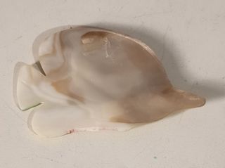 Conchiglia marina  di Madreperla a forma di pesce