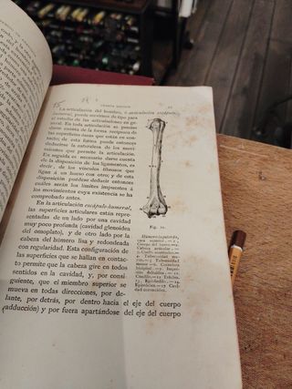 Compendio de anatomía para uso de los artistas 