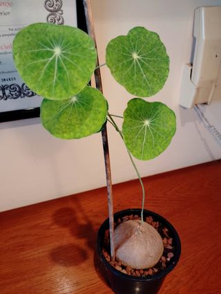 Planta.Caudex.Stephania Erecta.