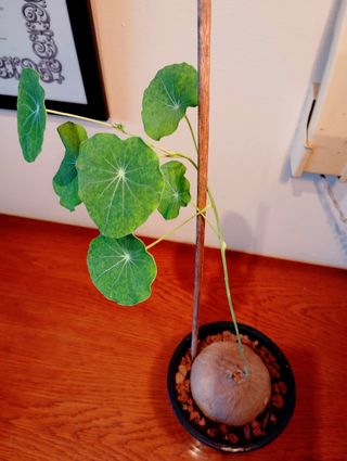 Planta.Caudex.Stephania Erecta.