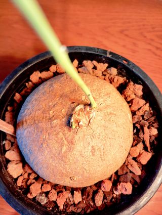 Planta.Caudex.Stephania Erecta.