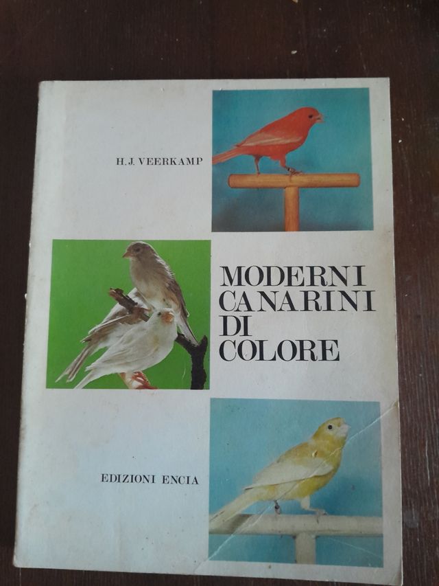 MODERNI CANARINI DI COLORE