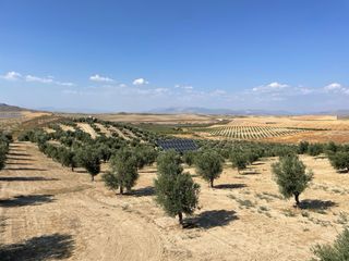 Finca Olivos