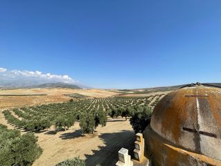 Finca Olivos