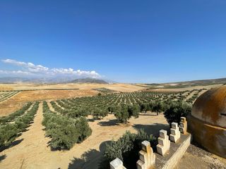 Finca Olivos