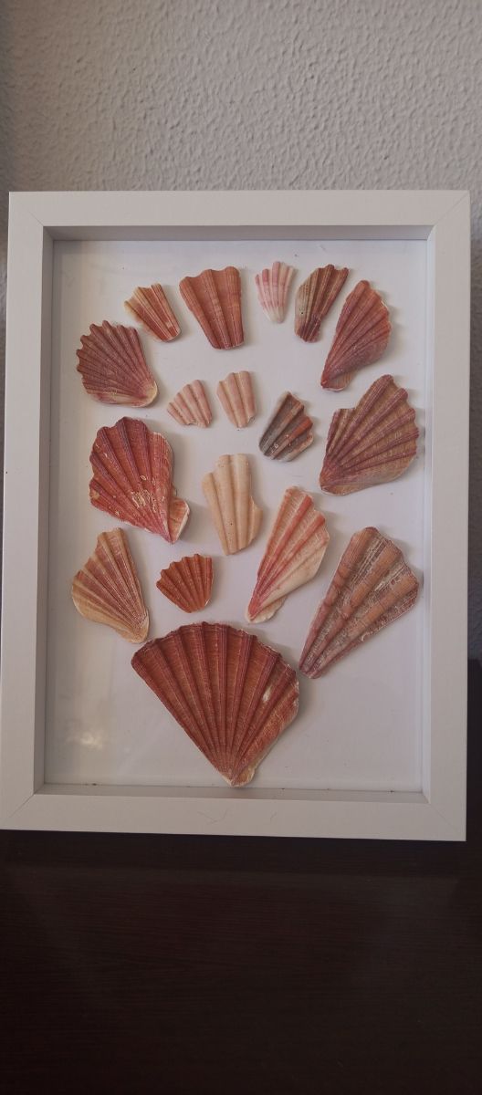 Cuadro conchas marinas