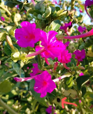 Semi Bella di Notte (Mirabilis jalapa) - 15gr