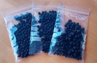 Semi Bella di Notte (Mirabilis jalapa) - 15gr