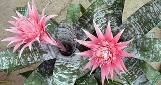 Bromelia rosa