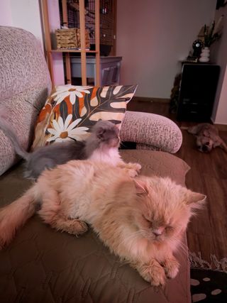 Canguro de tus peques.