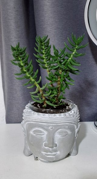 Maceta Buda con planta "Pino miniatura "