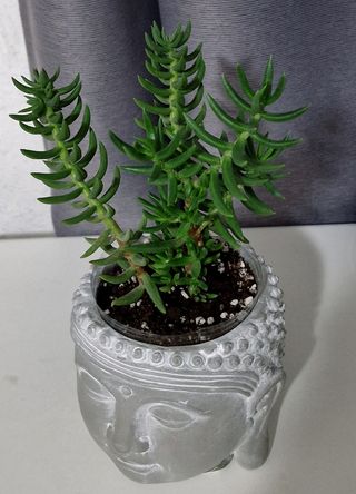 Maceta Buda con planta "Pino miniatura "